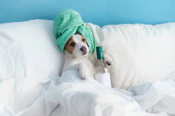 Köpek Bir Şişe Şarapla Yataktadır Evde Kal Kafasında Havlu Olan — Stok fotoğraf