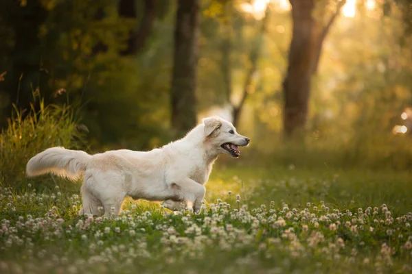 Cão Está Brincar Parque Golden Retriever Corre Relva Pet Para — Fotografia de Stock