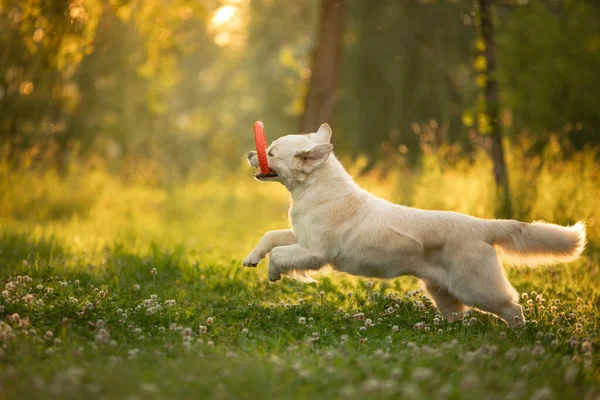Hunden Leker Parken Golden Retriever Körs Gräset Sällskapsdjur För Promenad — Stockfoto