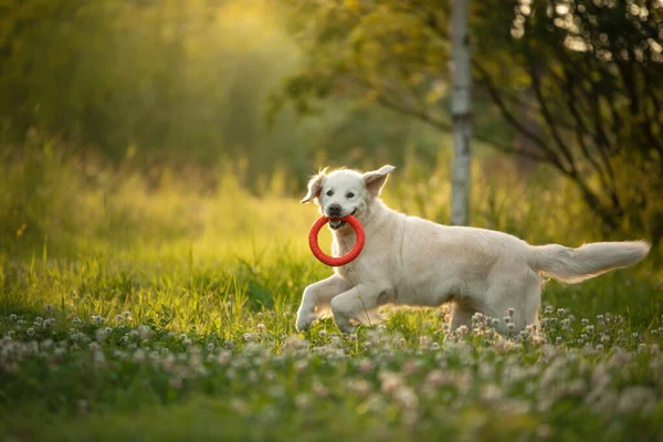 狗在公园里玩耍 金色的猎犬在草地上奔跑 带着玩具散步的宠物 — 图库照片