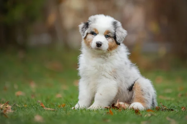 Berger Australien Chiot Marbre Chien Dans Cour Sur Herbe Animaux — Photo