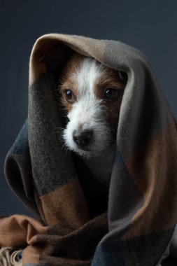 Dokusu olan bir köpek. Hayvan saklandı. Jack Russell Terrier. Sıcak bezle.