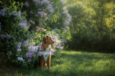 Çiçekli köpek, leylak çalıları. Nova Scotia Duck Toller 'ın portresi. Baharda evcil hayvan