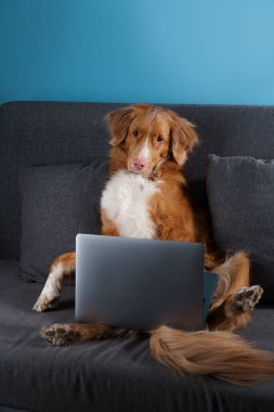 Kanepede uzanmış büyük kahverengi bir köpek. Nova Scotia Duck Tolling Retriever ve dizüstü bilgisayarı. Evde çalış, yalıtım yap, kaydet