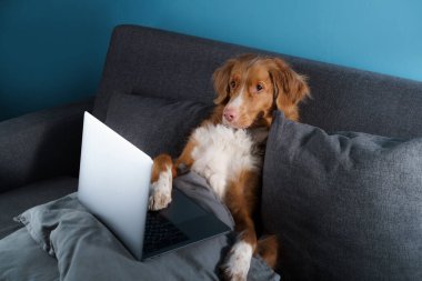 Kanepede uzanmış büyük kahverengi bir köpek. Nova Scotia Duck Tolling Retriever ve dizüstü bilgisayarı. Evde çalış, yalıtım yap, kaydet