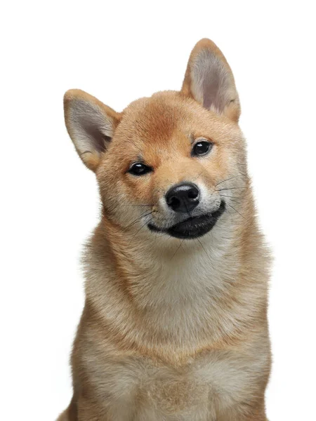 Cachorro Divertido Retrato Perros Shiba Inu Sobre Fondo Blanco Mascotas — Foto de Stock