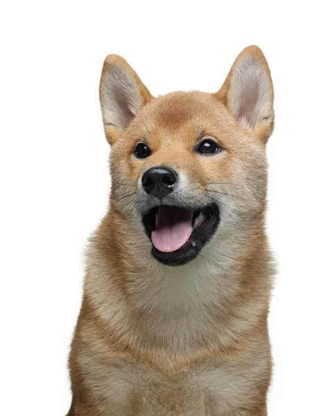 Rolig Valp Porträtt Shiba Inu Hundar Vit Bakgrund Sällskapsdjur Studion — Stockfoto