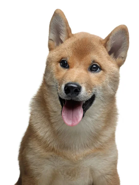 Cachorro Divertido Retrato Perros Shiba Inu Sobre Fondo Blanco Mascotas — Foto de Stock