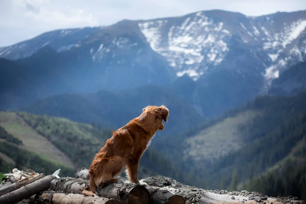 travel, hiking with a dog. Nova Scotia Duck Tolling Retriever in the mountains, pet on a landscape