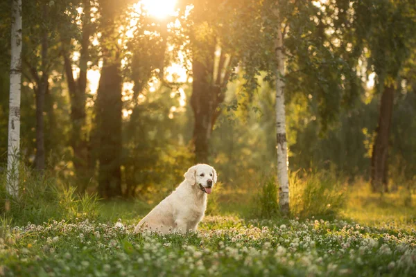 Hund Auf Der Wiese Park Golden Retriever Sitzt Der Natur — Stockfoto