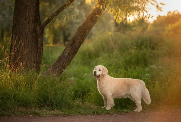 Собака Траві Парку Золотий Ретривер Стоїть Природі Тварина Прогулянку — стокове фото