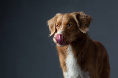 the dog licks its lips on Gray background . portrait Nova Scotia Duck Tolling Retriever. Pet in the studio clipart