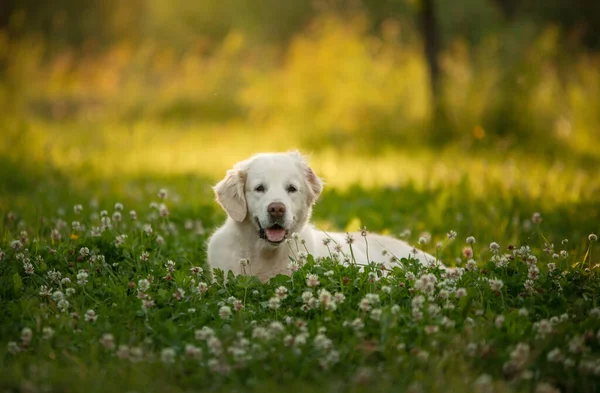 Pies Leży Trawie Parku Golden Retriever Naturze Pet Spacer — Zdjęcie stockowe