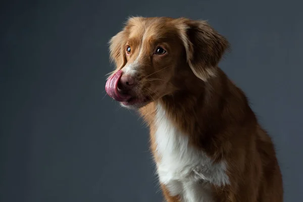 Der Hund Leckt Seine Lippen Auf Grauem Hintergrund Porträt Nova — Stockfoto