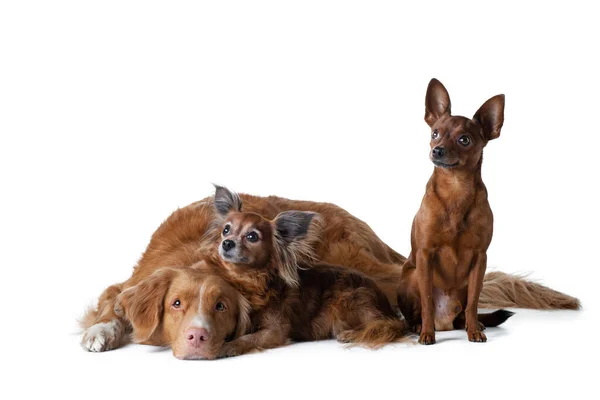 Tiga Anjing Merah Besar Dan Kecil Bersama Sama Nova Scotia — Stok Foto