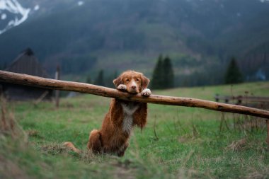 Bir köpekle yürüyüş. Nova Scotia Duck Tolling Retriever dağlardaki ahşap bir çite pençelerini koydu. bir manzaradaki evcil hayvan