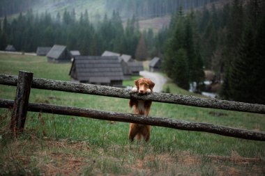 Bir köpekle yürüyüş. Nova Scotia Duck Tolling Retriever dağlardaki ahşap bir çite pençelerini koydu. bir manzaradaki evcil hayvan