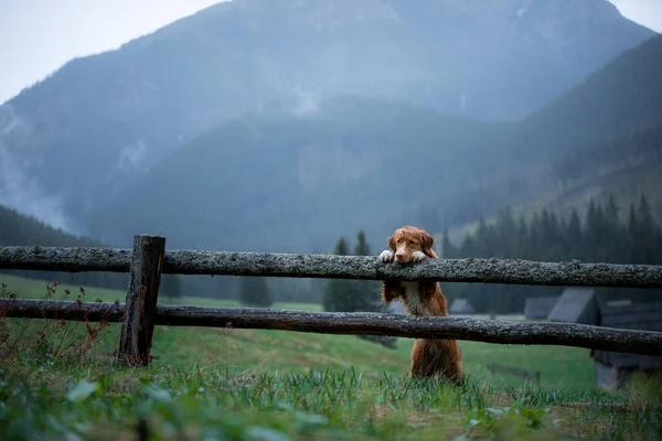 犬とハイキングだ ノバスコシアダックトレリングレトリバーは山の木製の柵に足を敷いた ペットは風景の中で — ストック写真
