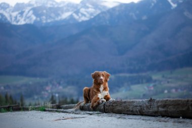Bir köpekle yürüyüş. Nova Scotia Duck Tolling Retriever dağlarda. bir manzaradaki evcil hayvan