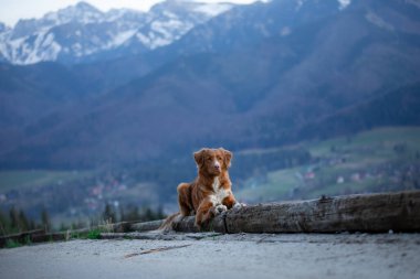 Bir köpekle yürüyüş. Nova Scotia Duck Tolling Retriever dağlarda. bir manzaradaki evcil hayvan
