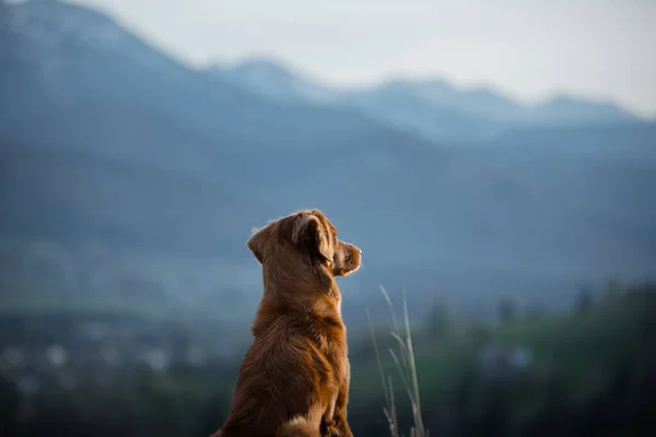Caminhadas Com Cão Nova Escócia Duck Tolling Retriever Nas Montanhas — Fotografia de Stock