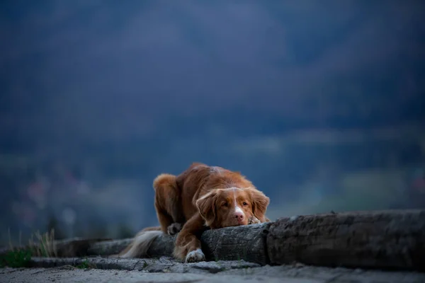 Πεζοπορία Ένα Σκύλο Νέα Scotia Duck Tolling Retriever Στα Βουνά — Φωτογραφία Αρχείου