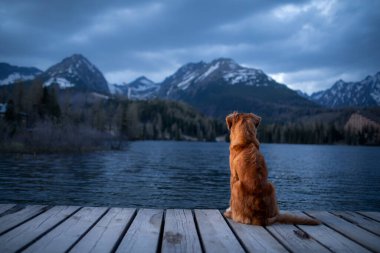 Dağlardaki köpek, ahşap köprü. Akşam manzarası. Doğada evcil hayvanlarla seyahat etmek. Nova Scotia Duck Tolling Retriever