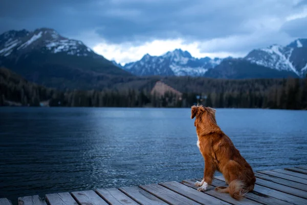 高山湖中的狗 和宠物一起在大自然中旅行 新斯科舍省鸭收费站 — 图库照片