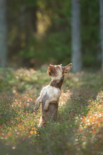 Petit Yorkshire Terrier Dans Herbe Chien Fleurs Animaux Dans Forêt — Photo