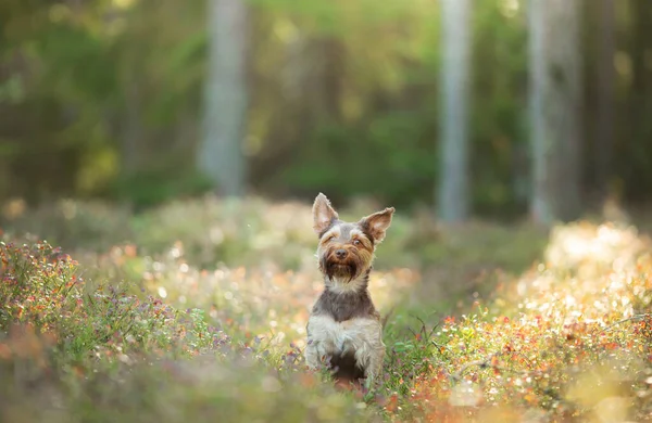 Little Yorkshire Terrier Relva Cão Flowers Pet Floresta Sol — Fotografia de Stock