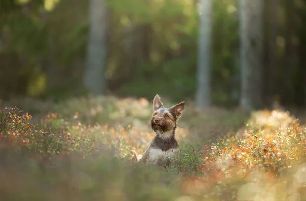 Kis Yorkshire Terrier Fűben Egy Kutya Virágokban Kisállat Erdőben Napsugár — Stock Fotó
