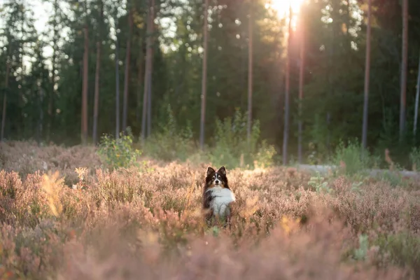 Cão Cores Urze Sheltie Feliz Ativo Pet Verão Natureza — Fotografia de Stock