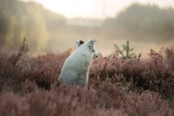 Chien Bruyère Couleurs Active Heureuse Border Collie Animaux Compagnie Été — Photo