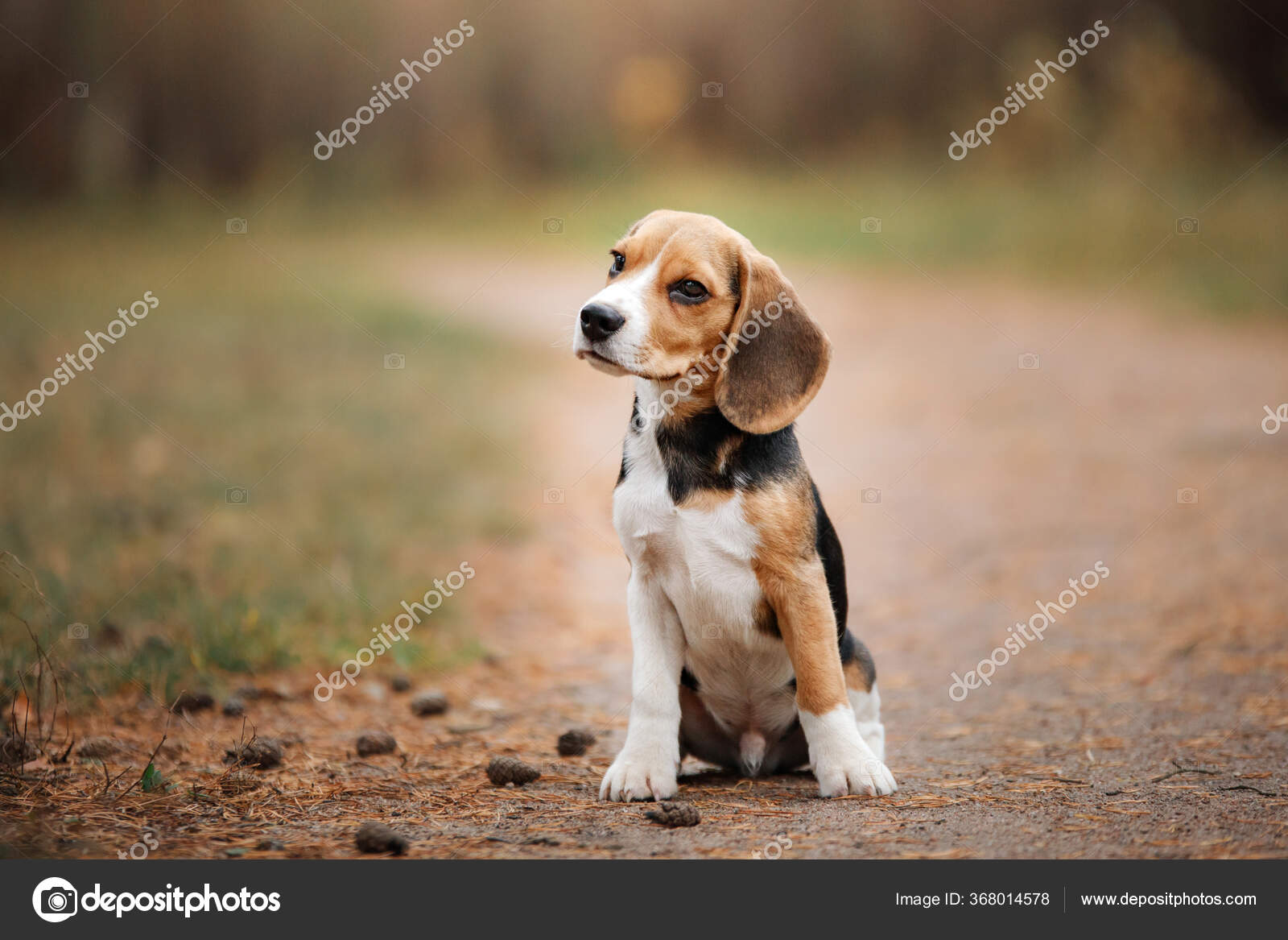 Panorama Arabiske Sarabo Udelukke Dog Nature Park Beagle Puppy Pet Walk Stock Photo by ©averyanova 368014578