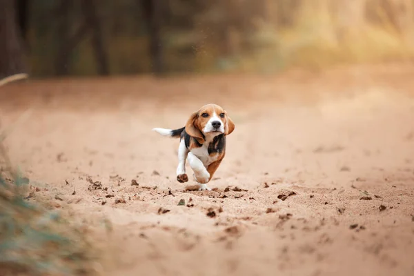 公園の自然を利用した犬です ビーグル 子犬だ 散歩用のペット — ストック写真
