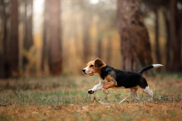 Pies Łonie Natury Parku Szczeniaczek Beagle Pet Spacer — Zdjęcie stockowe