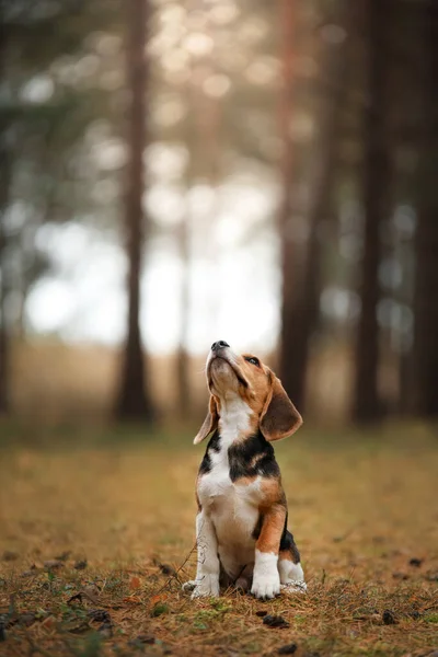 Hond Natuur Het Park Beagle Puppy Huisdier Voor Een Wandeling — Stockfoto