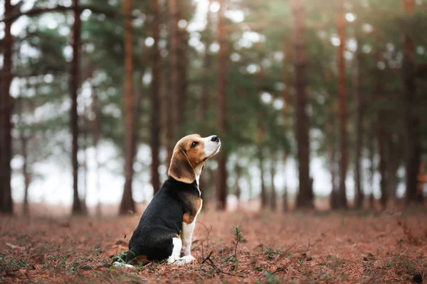 Собака Природе Парке Щенок Бигл Животное Прогулки — стоковое фото