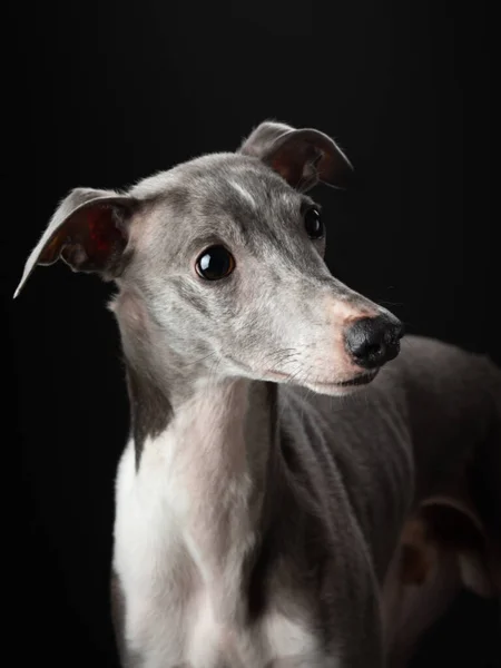 Cão Fundo Preto Chicote Engraçado Estúdio Bela Luz — Fotografia de Stock