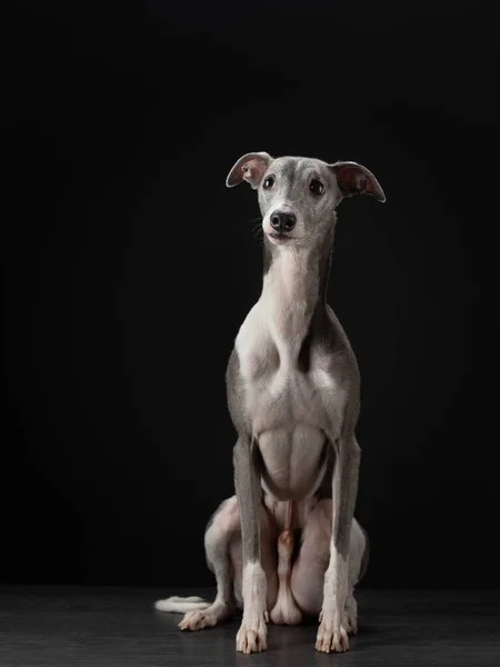 Chien Sur Fond Noir Drôle Fouet Dans Studio Belle Lumière — Photo