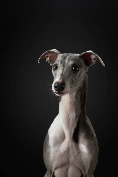 Cão Fundo Preto Chicote Engraçado Estúdio Bela Luz — Fotografia de Stock