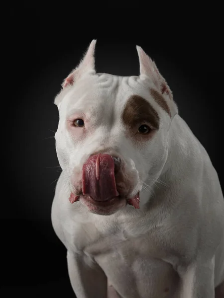 portrait of a dog on a dark background. American pit bull terrier licks, licks its tongue stuck outits tongue stuck out. Beautiful pet on black in studio