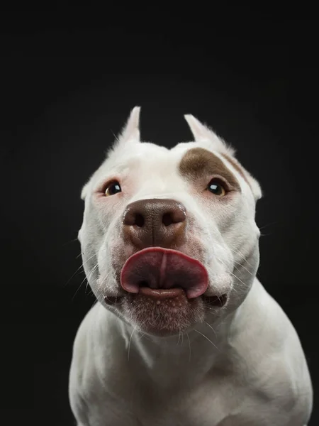 portrait of a dog on a dark background. American pit bull terrier licks, licks its tongue stuck outits tongue stuck out. Beautiful pet on black in studio