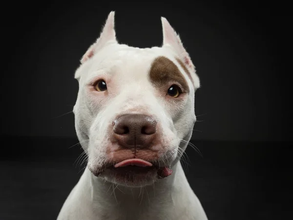 在黑暗的背景上的狗的肖像 美国斗牛犬舔 舔它的舌头伸出来的舌头 演播室里漂亮的黑人宠物 — 图库照片