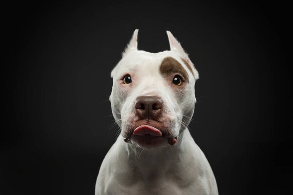 portrait of a dog on a dark background. American pit bull terrier licks, licks its tongue stuck outits tongue stuck out. Beautiful pet on black in studio