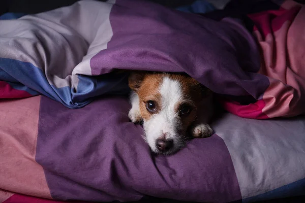 Renkli çarşafların üzerinde yatakta bir köpek. Hayvan dinleniyor, dinleniyor.. — Stok fotoğraf