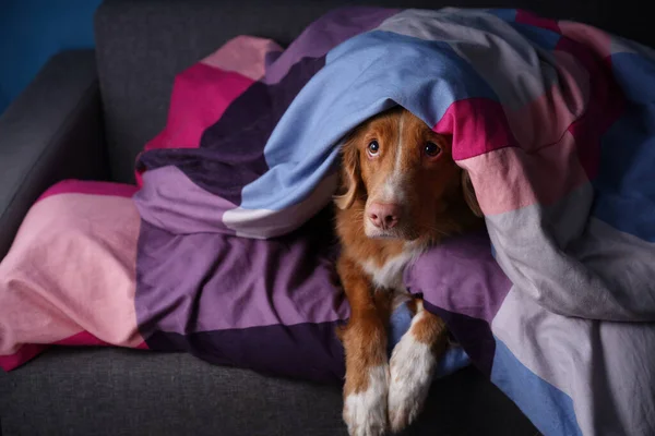 Cão na cama em lençóis coloridos. O animal de estimação é relaxante, descansando . — Fotografia de Stock