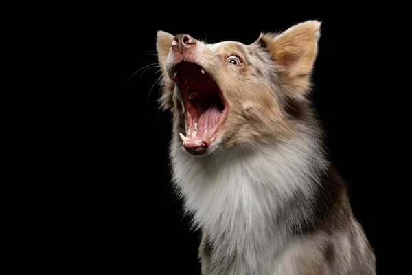 Perro coger una comida. Funny hocico borde collie. Ángulo ancho. Mascota en negro —  Fotos de Stock