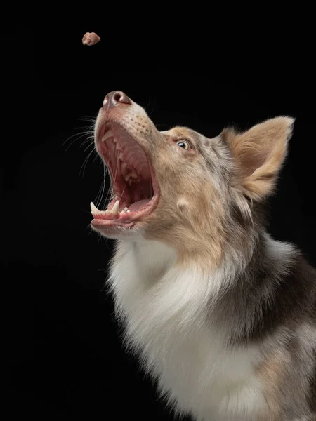 Hund fängt Futter. Lustiger Maulkorb Border Collie. Weitwinkel. Haustier auf schwarz — Stockfoto