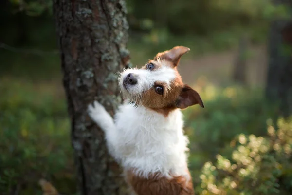 Hond in het bos. Jack Russell Terrier in hout. Traceren in de natuur. Huisdierrust — Stockfoto